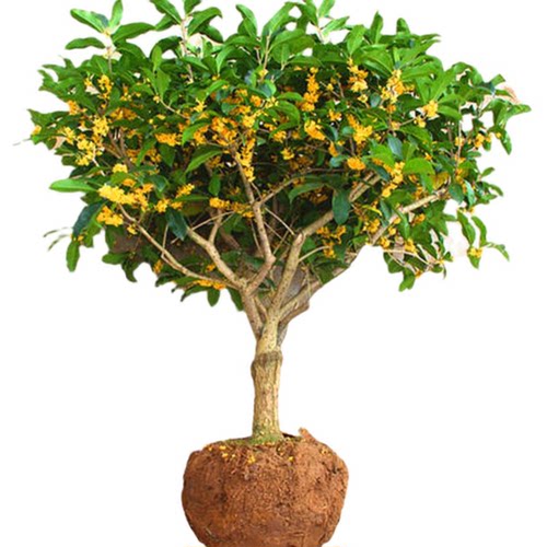 四季金桂花树苗盆栽庭院八月桂浓香型盆景植物室内外地栽花卉大树 - 图3