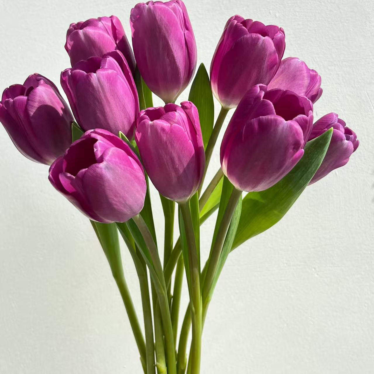 【水培套装】进口水培郁金香种球带芽好养室内开花耐寒粉色,淘宝优惠券,粉丝福利购,淘宝优惠卷