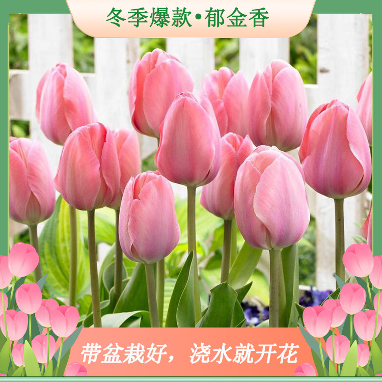 【带盆栽好】荷兰进口郁金香种球5度粉色多年开花耐寒新手好养,淘宝优惠券,粉丝福利购,淘宝优惠卷