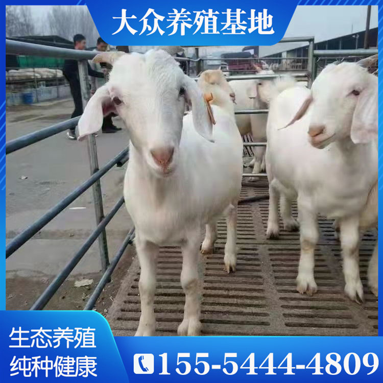 美国白山羊小羊羔小羊仔大型成年怀孕母羊种羊纯种小白羊养殖技术 大众养殖基地 淘优券