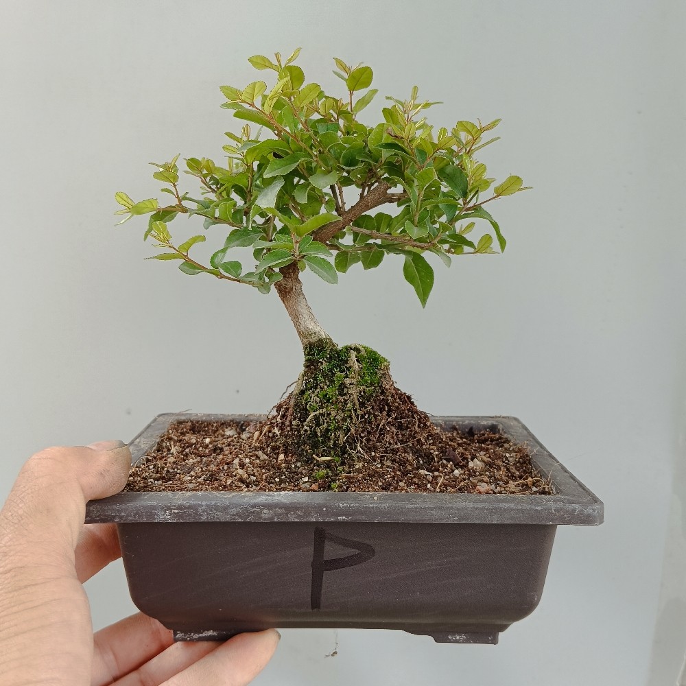 微型雀梅造景植物室内净化空气造形美观阳台盆景绿植耐寒木本直销,淘宝优惠券,粉丝福利购,淘宝优惠卷