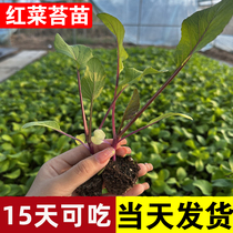 Red Vegetables Moss Rice Seedlings Broccoli Organic Flowers Vegetables Autumn Winter Vegetables Miao Potted Balcony Raw Vegetables Large Cabbage Fry Seed Seeds