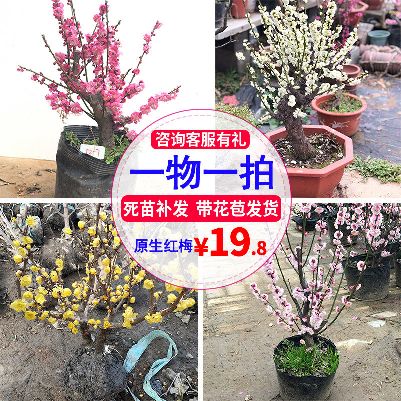 腊梅花树苗盆栽带花苞耐寒老桩盆景花卉植物室内花四季红绿梅花苗,淘宝优惠券,粉丝福利购,淘宝优惠卷