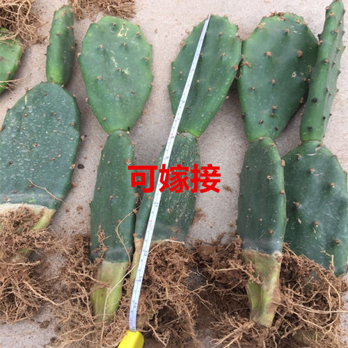 黄大刺仙人掌盆栽嫁接砧木三角柱三棱箭嫁接蟹爪兰的仙人掌科植物 - 图0