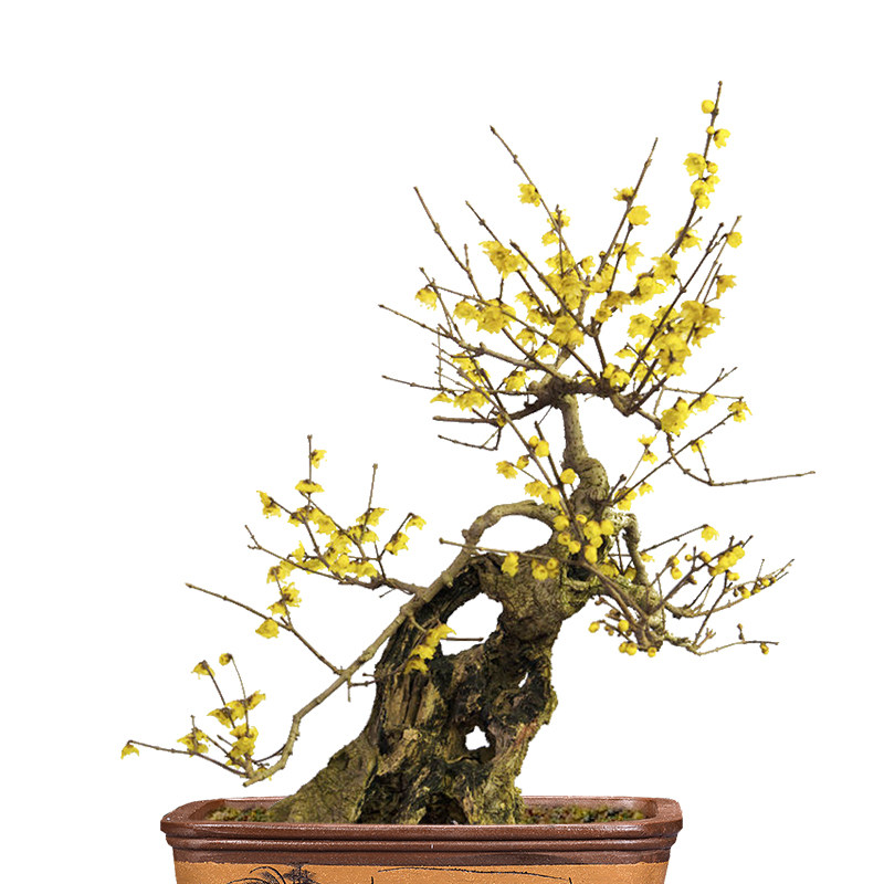 腊梅花树苗盆栽带花苞耐寒老桩盆景花卉植物室内花四季红绿梅花苗,淘宝优惠券,粉丝福利购,淘宝优惠卷