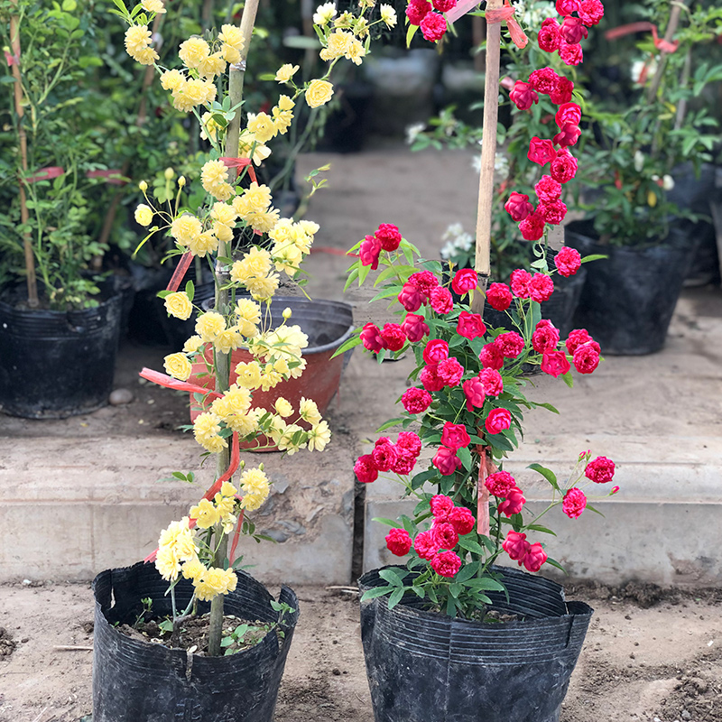 黄木香花苗爬藤植物庭院爬墙耐寒花卉浓香四季红木香藤本月季盆栽 - 图2