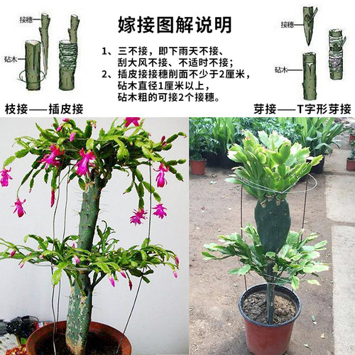 黄大刺仙人掌盆栽嫁接砧木三角柱三棱箭嫁接蟹爪兰的仙人掌科植物 - 图2