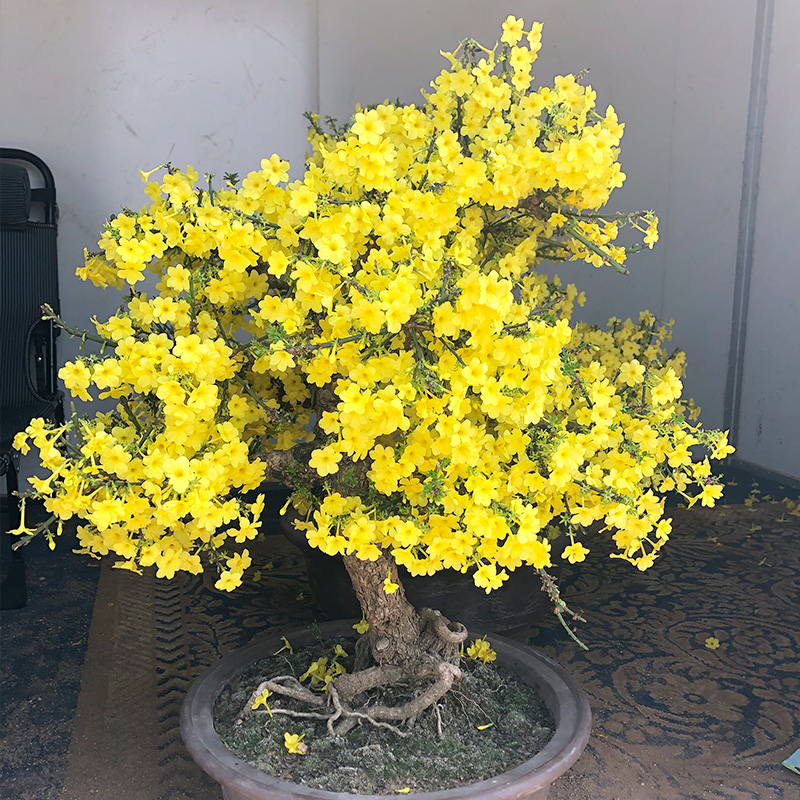 10棵迎春花盆栽盆景老桩树苗庭院室外耐寒植物室内花四季爬藤花卉-图2