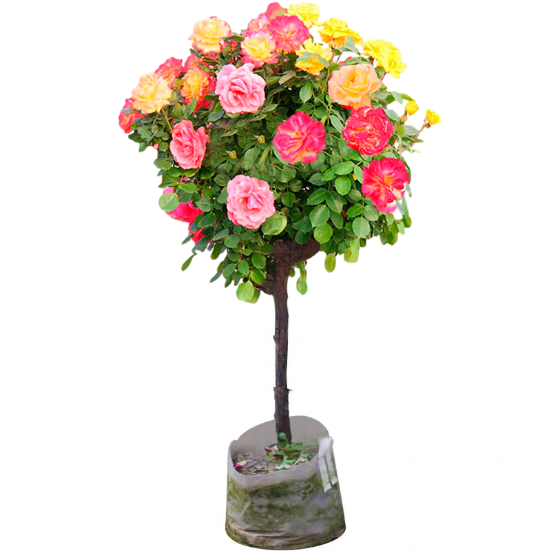 老桩树状月季花盆栽庭院四季易活多色欧月嫁接树苗玫瑰树花卉植物-图3
