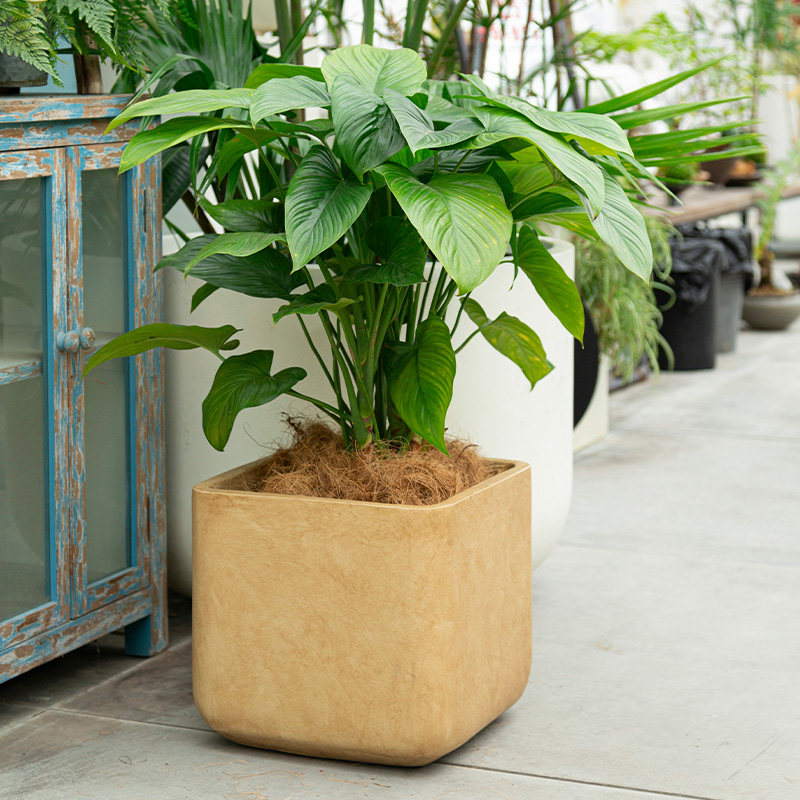 北欧风圆角方形镁泥花盆水泥花盆客厅白色绿植盆栽百合竹龟背竹大,淘宝优惠券,粉丝福利购,淘宝优惠卷