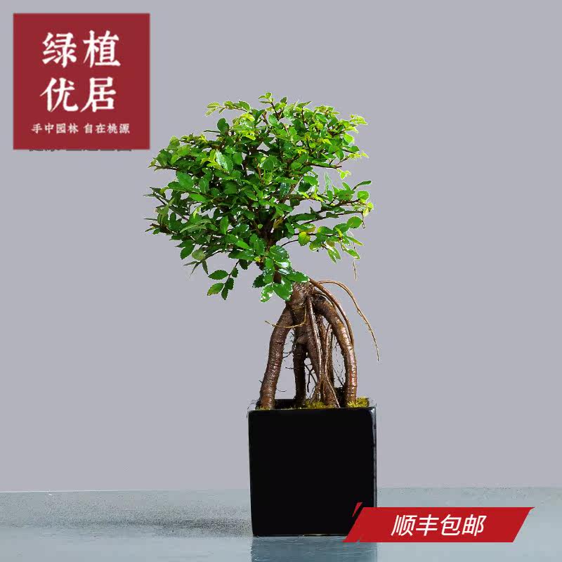 绿居小球型榆树造型盆景盆栽风水办公室植物茶室禅意树桩室内绿植 小编推荐 Wepost 全民代运 马来西亚中国淘宝代运与集运专家