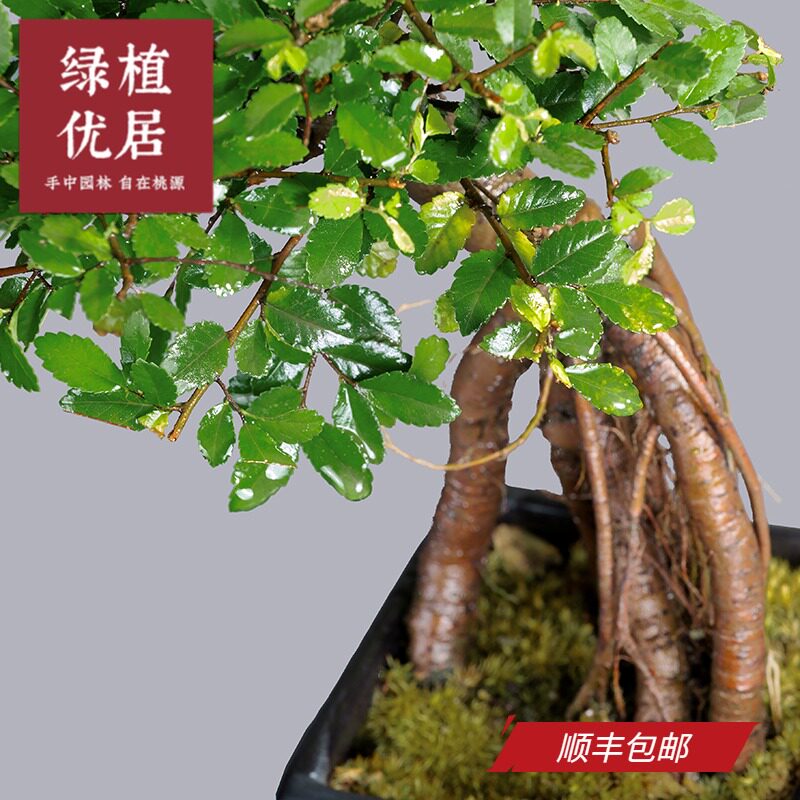 绿居小球型榆树造型盆景盆栽风水办公室植物茶室禅意树桩室内绿植 小编推荐 Wepost 全民代运 马来西亚中国淘宝代运与集运专家