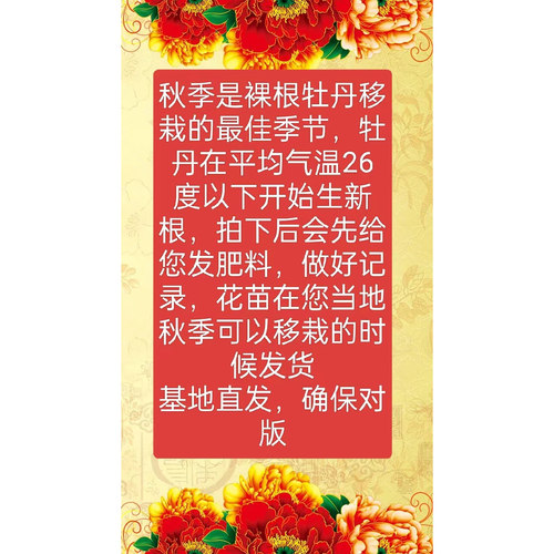 牡丹红麒麟紫红色菏泽基地直发包对版耐寒花卉先发花肥秋天发苗 - 图2