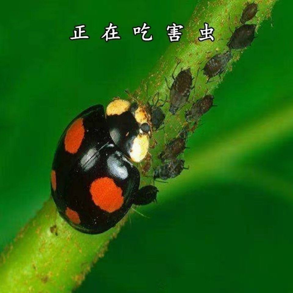 包活七星瓢虫异色多星瓢虫卵幼虫成虫活体专吃蚜虫等花草害虫 大自然昆虫馆 淘优券