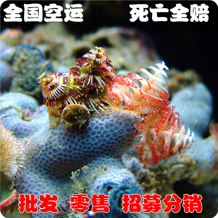 渔场管虫-宝塔管虫-海水观赏鱼-活体--珊瑚水族-图1