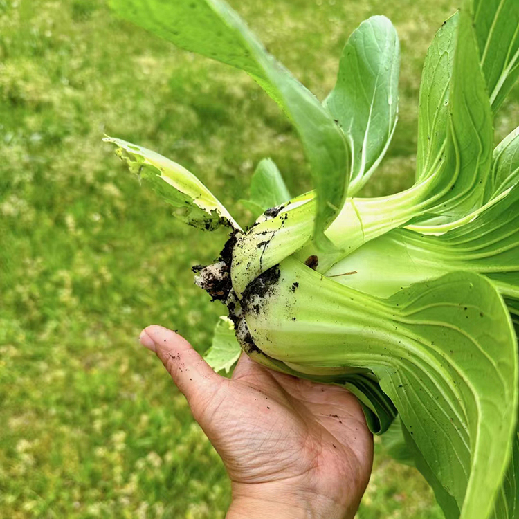 农家上海青菜种籽四季阳台小油菜春秋冬季蔬菜种子矮脚苏州青菜籽