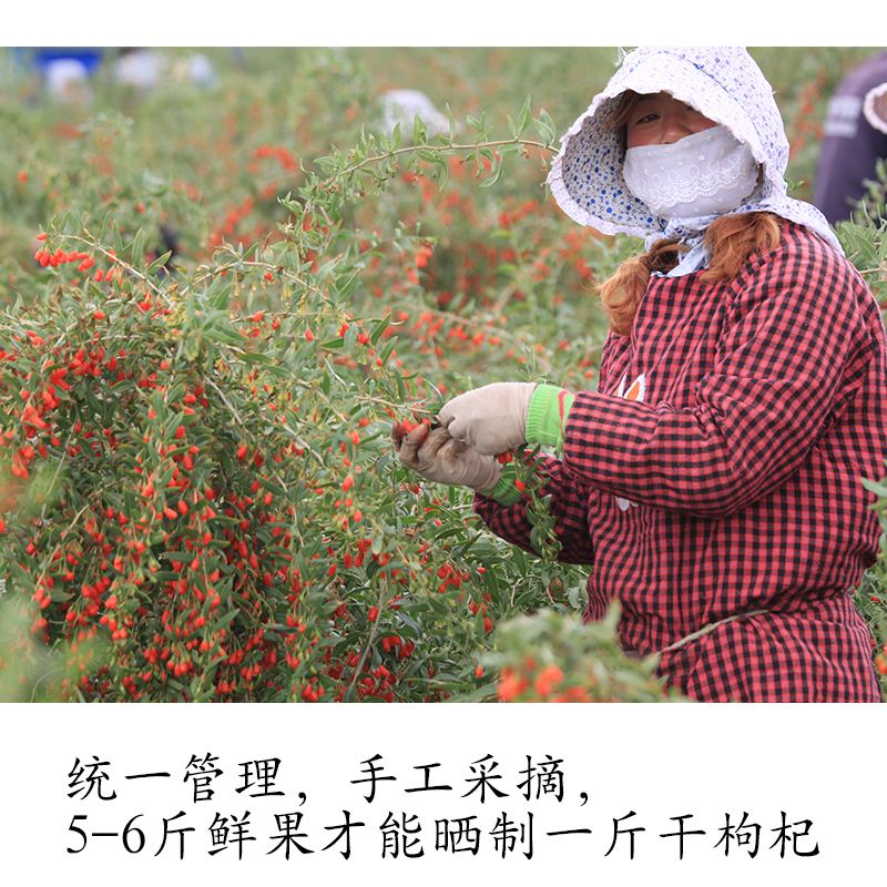 青海诺木洪超大红枸杞子茶贡果干吃柴达木PK中宁夏枸杞茶香甜男肾