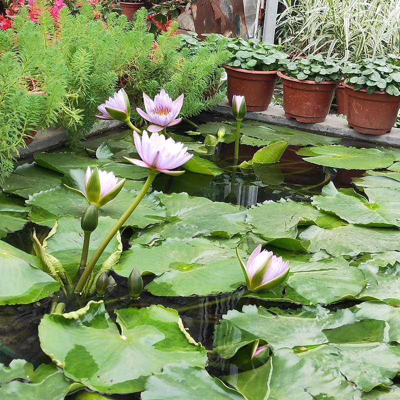 睡莲水培植物四季好养花卉带花苞室外水池荷塘永生花水养荷花盆栽 - 图1