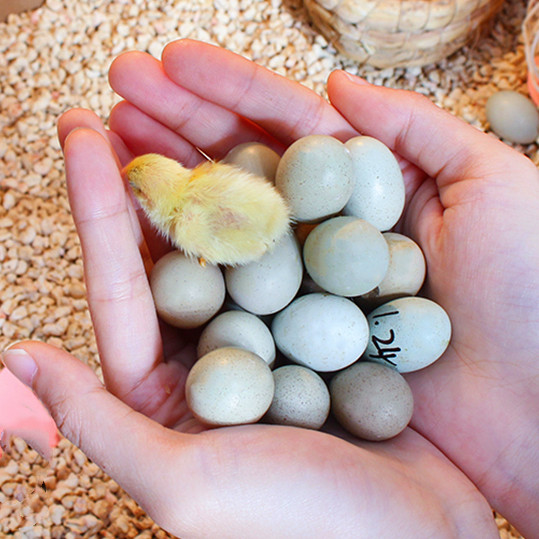 芦丁鸡受精可孵化蛋网红迷你宠物鸡纯白礼服德系精品卢丁鸡受精蛋,淘宝优惠券,粉丝福利购,淘宝优惠卷