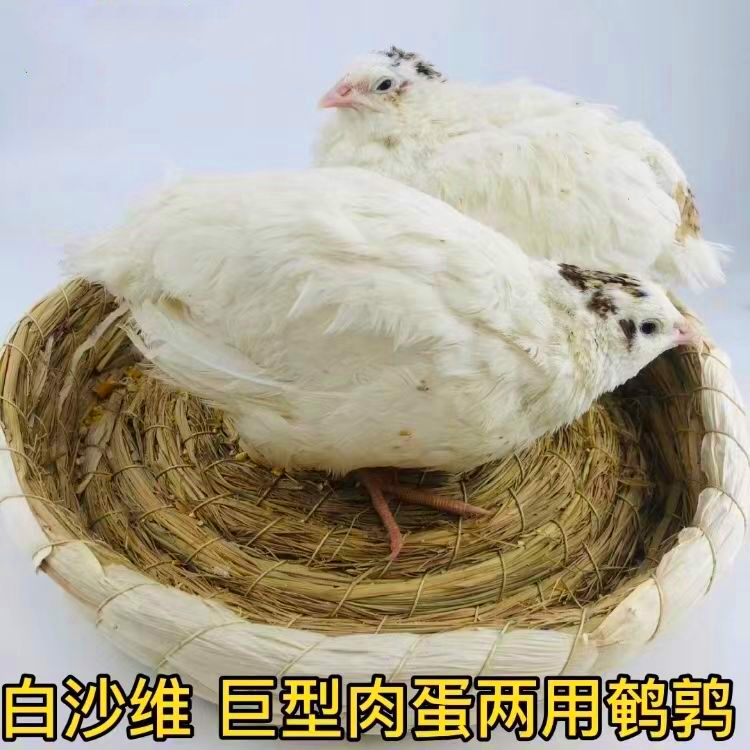 白沙维鹌鹑法巨型活体下产蛋繁殖鹌鹑活物阳台饲养熊猫宠物鸡活苗 - 图3