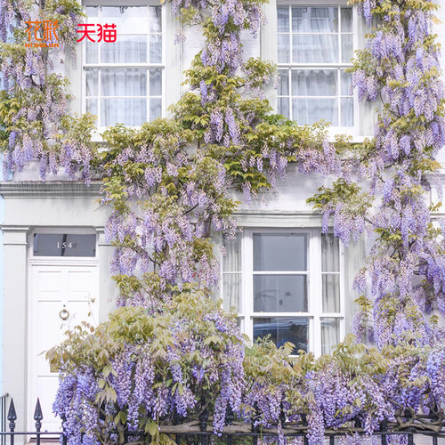 花彩普罗旺斯紫藤树苗盆栽花园地栽庭院种植多年生花量大爬藤花卉 - 图0