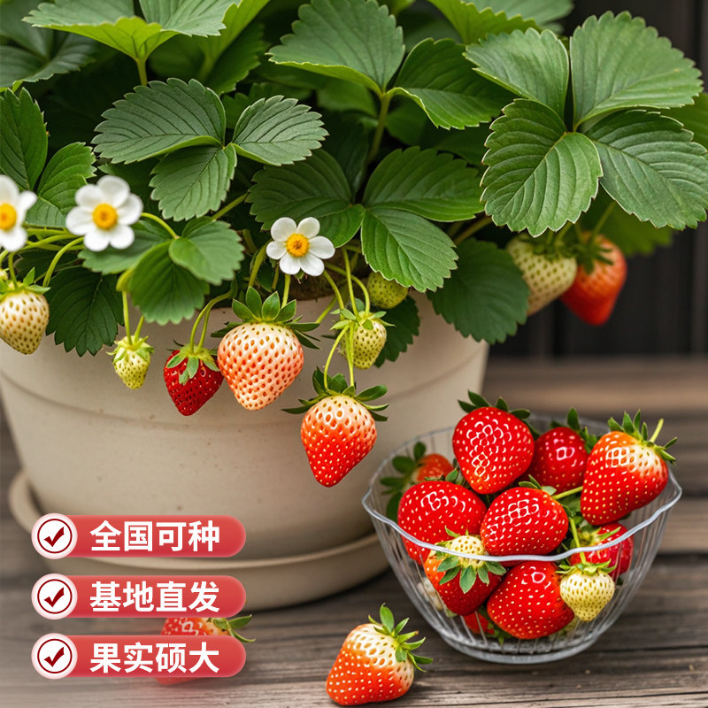草莓苗秧盆栽果苗树四季结果奶油黑珍珠虹越淡雪丹东99红颜隋珠,淘宝优惠券,粉丝福利购,淘宝优惠卷