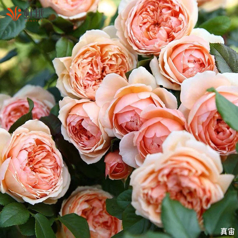 虹越灌木月季盆栽蓝色风暴朱丽叶莫妮卡月季花苗多季开花大花浓香,淘宝优惠券,粉丝福利购,淘宝优惠卷