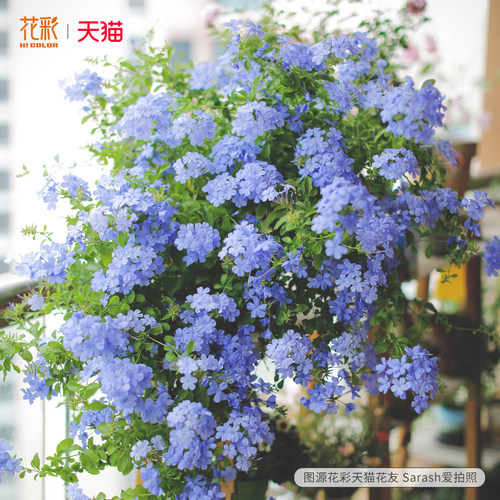 花彩蓝雪花盆栽大苗棒棒糖阳台夏季耐热爆花瀑布植物花墙拱门花卉 - 图0