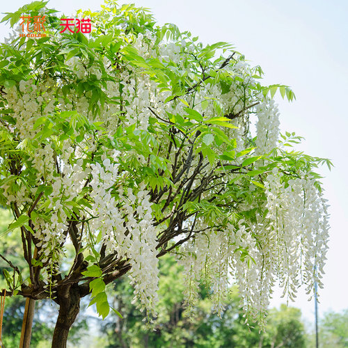 花彩普罗旺斯紫藤树苗盆栽花园地栽庭院种植多年生花量大爬藤花卉 - 图1