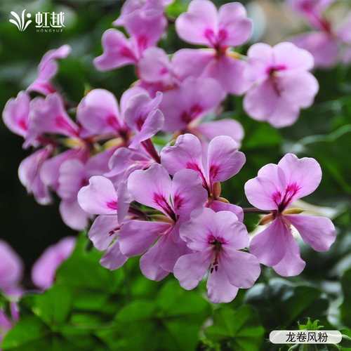 虹越园艺家天竺葵花苗盆栽直立大花特出垂吊阳台家庭庭院四季 - 图1
