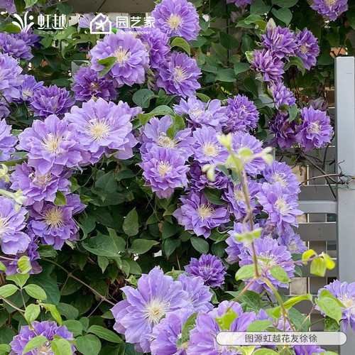 虹越铁线莲小苗乌托邦绿玉小鸭大河蓝光市长美好回忆爬墙攀援花卉 - 图1