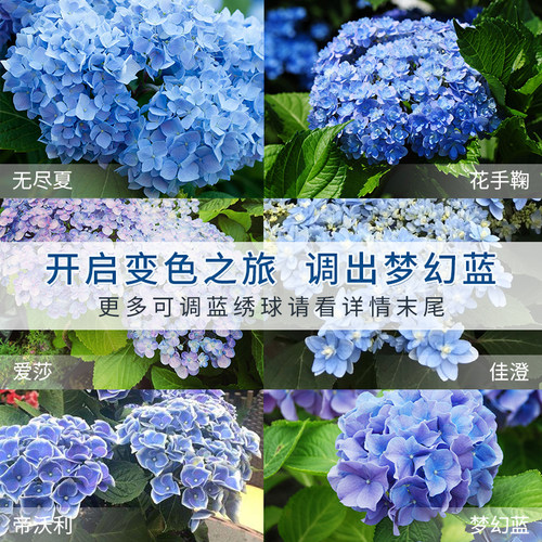 虹越花彩师绣球调蓝剂进口硫酸铝缓释颗粒无尽夏秀球花专用调色剂 - 图2