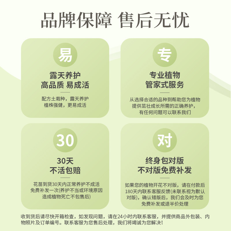 【江浙沪推荐】虹越大花绣球花盆栽阳台无尽夏花手鞠庭院夏季耐热,淘宝优惠券,粉丝福利购,淘宝优惠卷