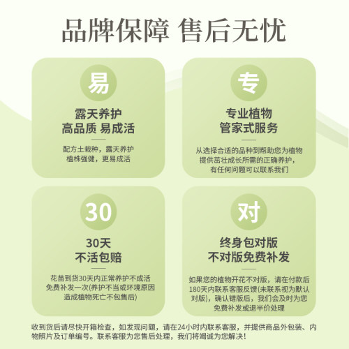 【江浙沪推荐】虹越大花绣球花盆栽阳台无尽夏花手鞠庭院夏季耐热 - 图3