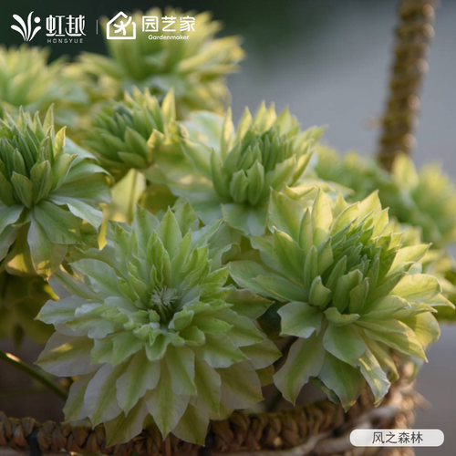 虹越铁线莲大苗乌托邦爬藤植物庭院拱门栅栏花园耐寒盆栽花卉 - 图3