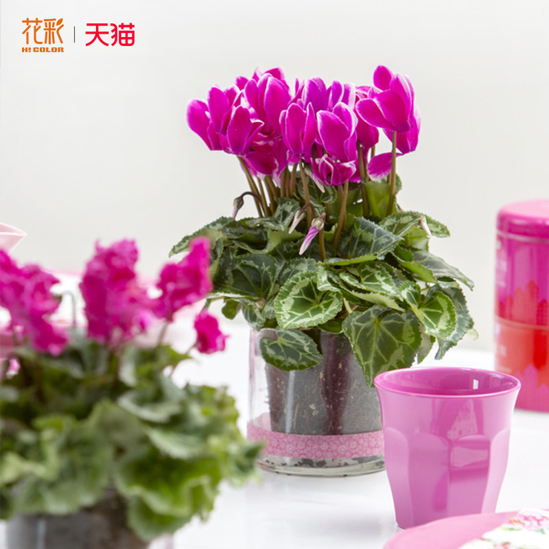 虹越新品仙客来盆栽带花卉植物室内花酒红阳台兔耳送礼年宵花期长,淘宝优惠券,粉丝福利购,淘宝优惠卷