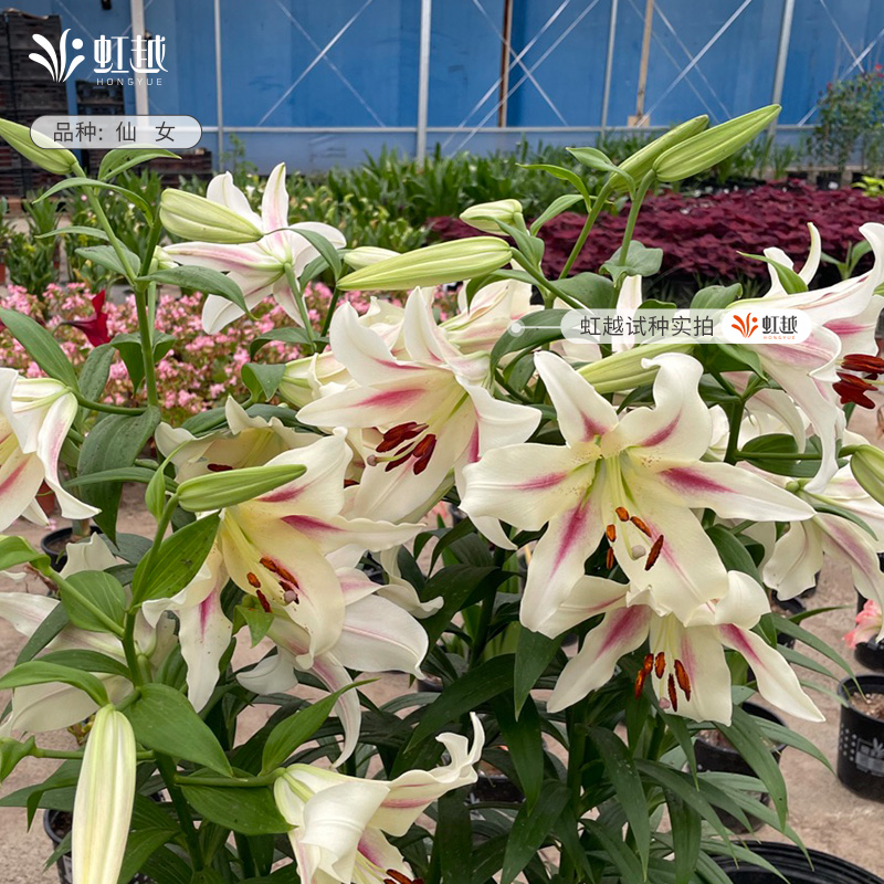 花饰百合种球根胸花虹越进口阳台可盆栽地栽新手亚洲秋百合球好养 - 图1