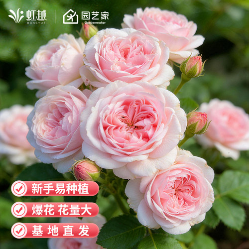 虹越爬藤月季花盆栽佛罗伦蒂娜龙沙宝石蓝色阴雨爬墙藤本篱笆拱门 - 图0