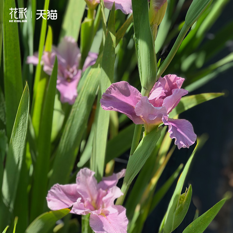 路易斯安娜鸢尾盆栽美国鸢尾裸根球根水生植物庭院阳台花园花境 - 图2