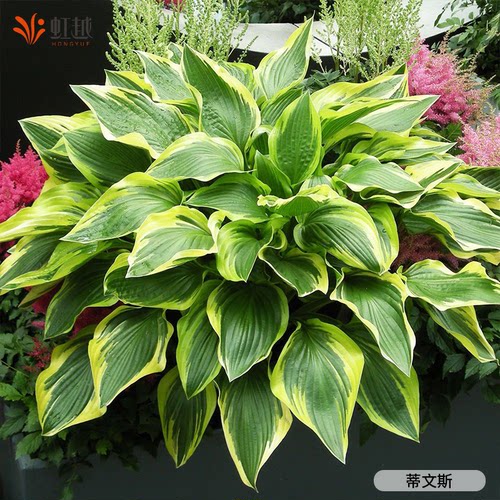 虹越玉簪花盆栽观叶花多年生庭院阳台花园植物耐阴耐寒绿植盆栽苗 - 图1