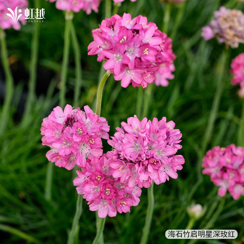 虹越园艺家花卉种苗石竹海石竹小花苗盆栽庭院阳台爆花好养多年生 - 图3