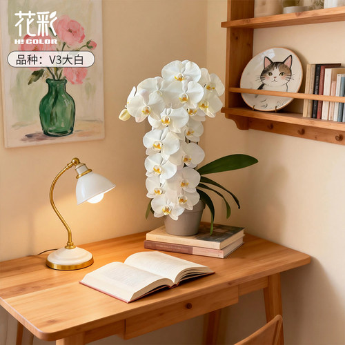 花彩蝴蝶兰花盆栽V3大白带花苞四季开办公室内摆件桌面年宵花期长 - 图0