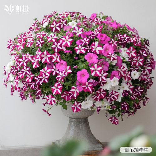 虹越园艺家矮牵牛花苗阳台垂吊花卉阳台盆栽家庭室外庭院四季耐热 - 图0