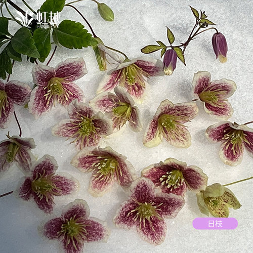 虹越常绿铁线莲苗银币苹果花日枝花园耐寒好养爬藤爬墙盆栽多季 - 图2