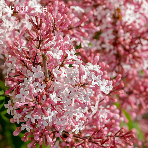 虹越进口丁香花树苗花园室外阳台庭院盆地栽浓香植物花卉种植小苗 - 图1