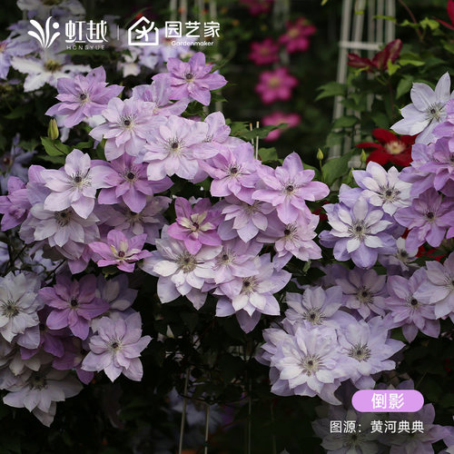 虹越铁线莲苗F系乌托邦倒影微光绿玉大河撒玛利亚乔耐寒爬藤盆栽 - 图1