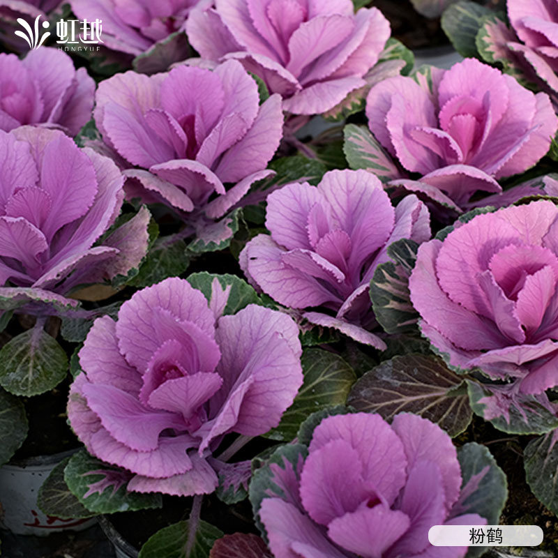 虹越园艺家羽衣甘蓝花卉种苗耐寒好养易活盆栽花园冬季观叶小苗,淘宝优惠券,粉丝福利购,淘宝优惠卷