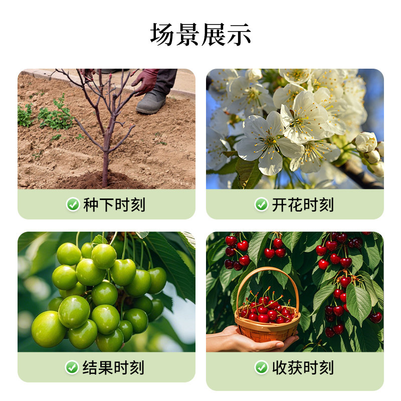 虹越车厘子裸根树苗樱桃果树苗南北方种植福瑞斯科黑珍珠红妃,淘宝优惠券,粉丝福利购,淘宝优惠卷