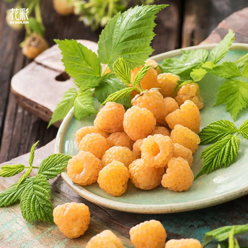 花彩树莓盆栽苗阳台庭院露台地栽南方北方种植悬钩子裸根耐热耐寒 - 图1