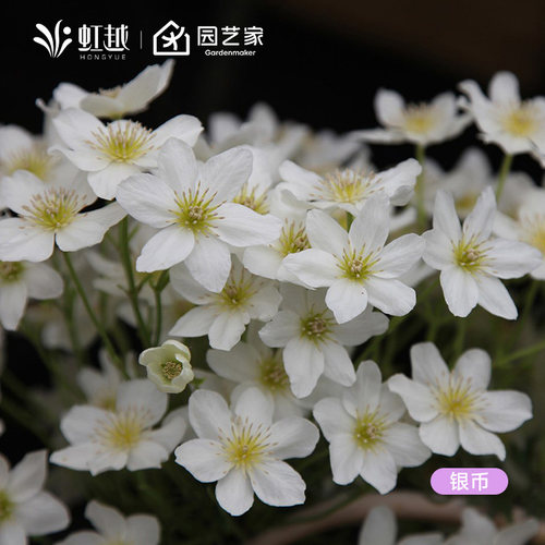虹越铁线莲爬藤海风美好回忆蓝光克里斯帕天使花苗藤本花墙盆栽苗 - 图1